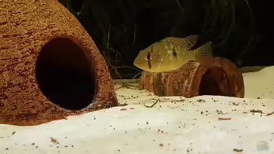 Aquarien mit Geophagus brasiliensis