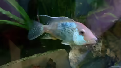 Aquarien mit Geophagus steindachneri