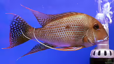 Aquarien mit Geophagus surinamensis