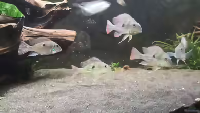 Aquarien mit Geophagus winemilleri