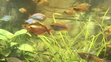 Aquarien mit Glossolepis incisus