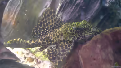 Aquarien mit Glyptoperichthys joselimaianus