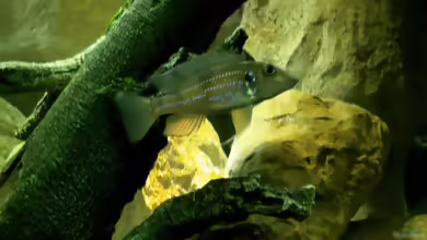 Aquarien mit Gnathochromis permaxillaris