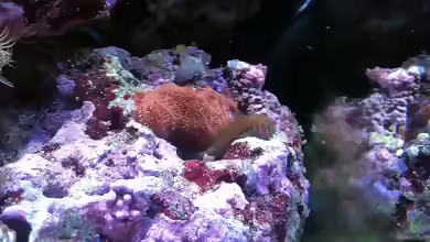 Aquarien mit Gobiodon histrio