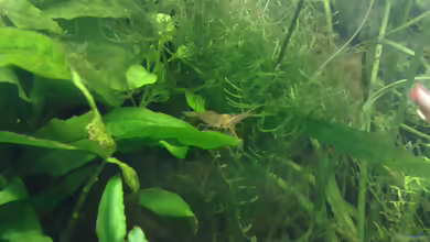 Aquarien mit Großarmgarnelen-Arten