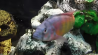 Aquarien mit Haplochromis sp. thick skin