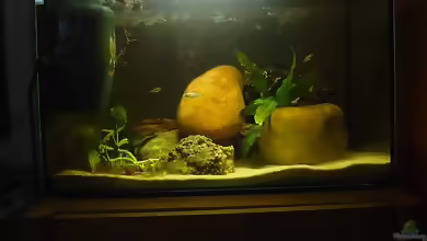 Aquarien mit Haplochromis sp. thick skin