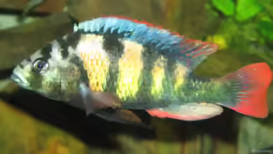 Aquarien mit Haplochromis sp. thick skin