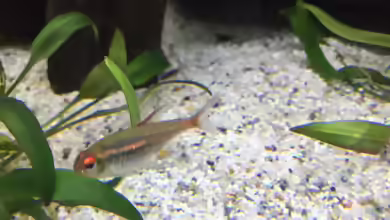 Aquarien mit Hasemania nana