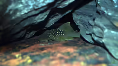 Aquarien mit Hemiancistrus subviridis