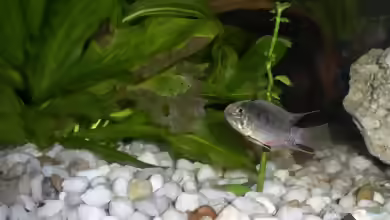 Aquarien mit Hemichromis bimaculatus