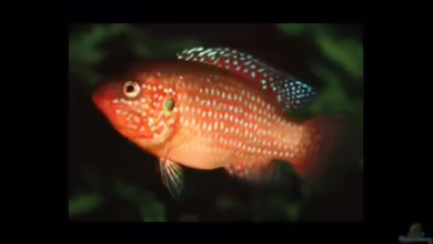 Aquarien mit Hemichromis bimaculatus