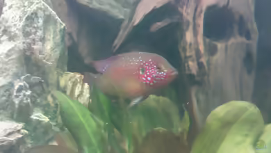 Aquarien mit Hemichromis bimaculatus