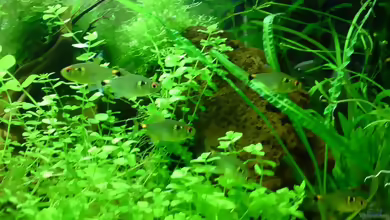 Aquarien mit Hemigrammus ocellifer