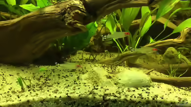Aquarien mit Hemigrammus rhodostomus