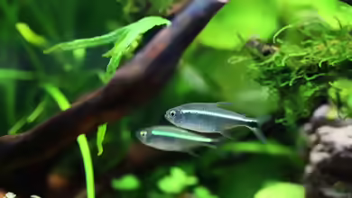 Aquarien mit Hemigrammus rodwayi