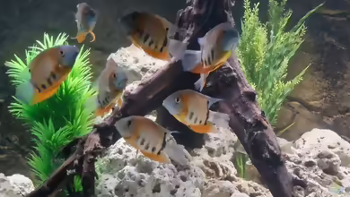 Aquarien mit Heros efasciatus