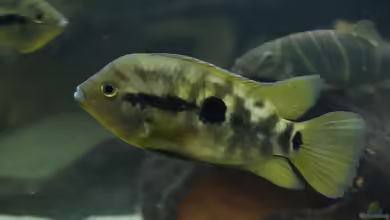Aquarien mit Herotilapia multispinosa