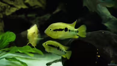 Aquarien mit Herotilapia multispinosa