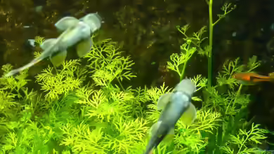 Aquarien mit Hygrophila-Arten