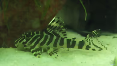 Aquarien mit Hypancistrus debilittera