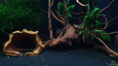 Aquarien mit Hypancistrus sp. ´L 236´