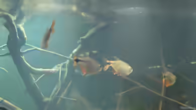 Aquarien mit Hyphessobrycon anisitsi