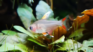Aquarien mit Hyphessobrycon bentosi
