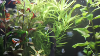 Aquarien mit Hyphessobrycon elachys