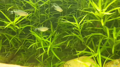 Aquarien mit Hyphessobrycon elachys
