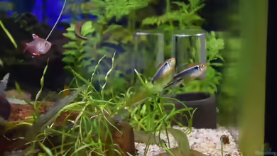 Aquarien mit Hyphessobrycon herbertaxelrodi