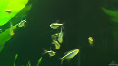 Aquarien mit Hyphessobrycon herbertaxelrodi