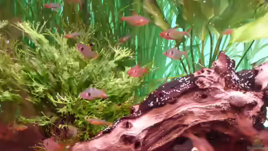 Aquarien mit Hyphessobrycon sweglesi