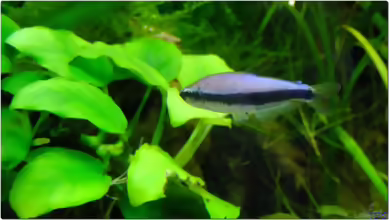 Aquarien mit Inpaichthys kerri