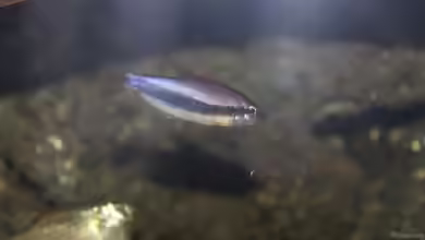 Aquarien mit Inpaichthys kerri
