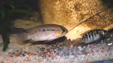 Aquarien mit Ivanacara adoketa