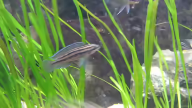 Aquarien mit Julidochromis dickfeldi