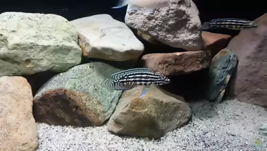 Aquarien mit Julidochromis marlieri