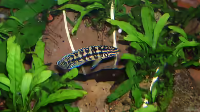 Aquarien mit Julidochromis marlieri