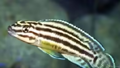 Aquarien mit Julidochromis regani