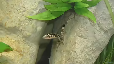 Aquarien mit Julidochromis transcriptus