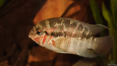 Aquarien mit Krobia xinguensis