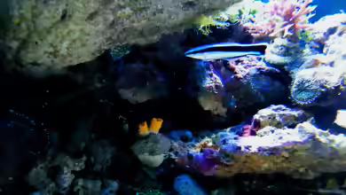 Aquarien mit Labroides dimidiatus