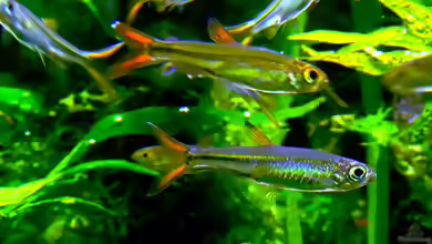 Aquarien mit Ladigesia roloffi