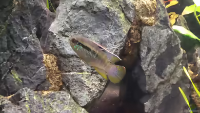 Aquarien mit Laetacara curviceps
