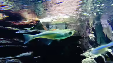 Aquarien mit Lamprichthys tanganicanus