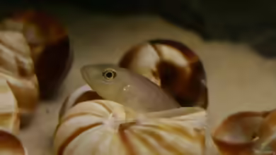 Aquarien mit Lamprologus callipterus