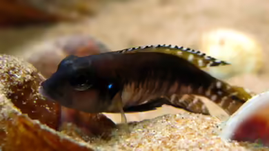 Aquarien mit Lamprologus speciosus