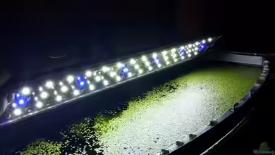 Aquarien mit LED-Beleuchtung