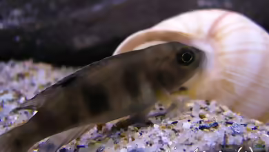 Aquarien mit Lepidiolamprologus boulengeri